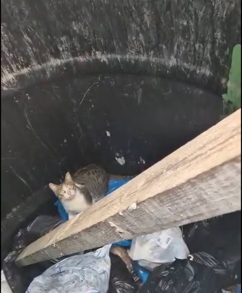 עיריית קריית גת