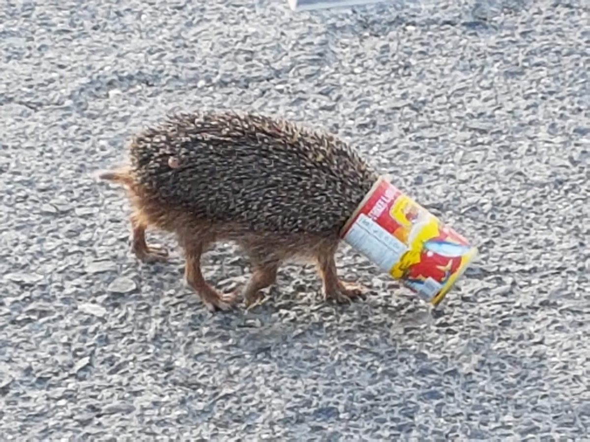 קיפוד. צילם עמי דורפמן