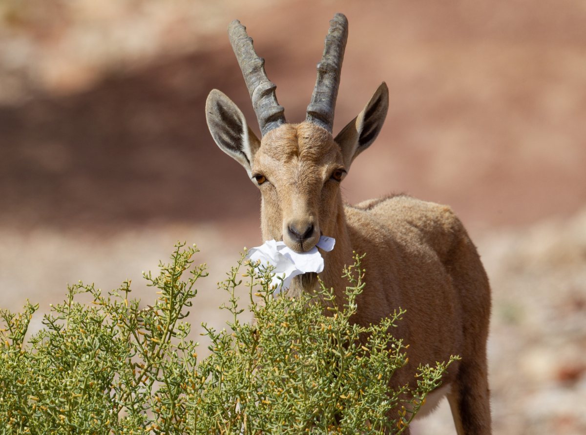 יעלים אוכלים נייר ופלסטיק - צילם דורון ניסים -
