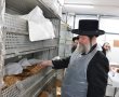 ושמרתם את המצות: האדמו"ר משאץ באפיית מצות